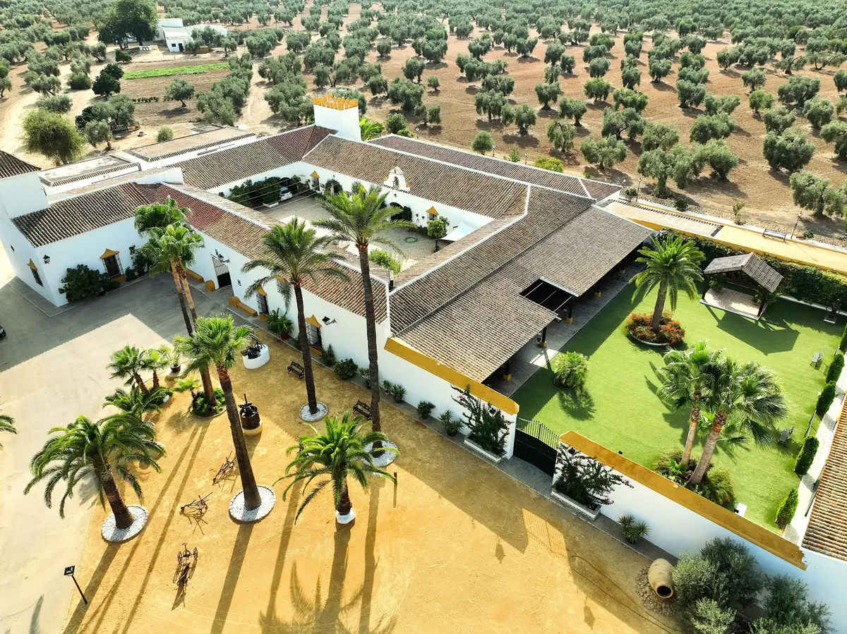 vista aerea dron olivar palmeras