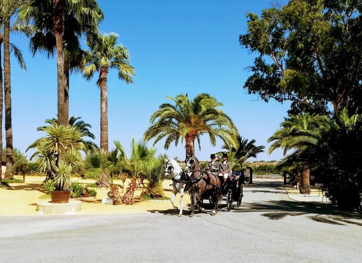 carruaje caballos entre palmeras