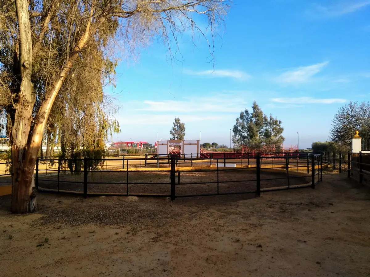 plaza toros real ruedo albero eucaliptos